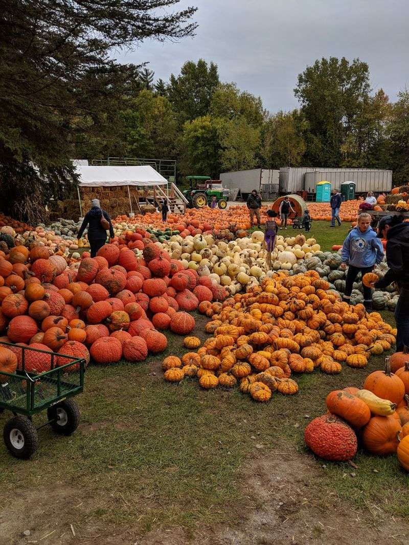Pumpkins And Gourds In Shapes You Won't Recognize