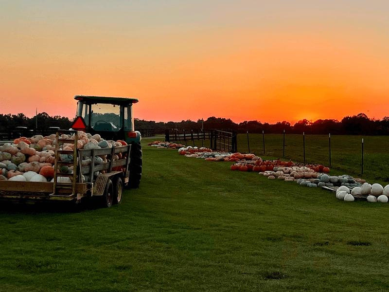 Falcon Ridge Farm, Toone, TN