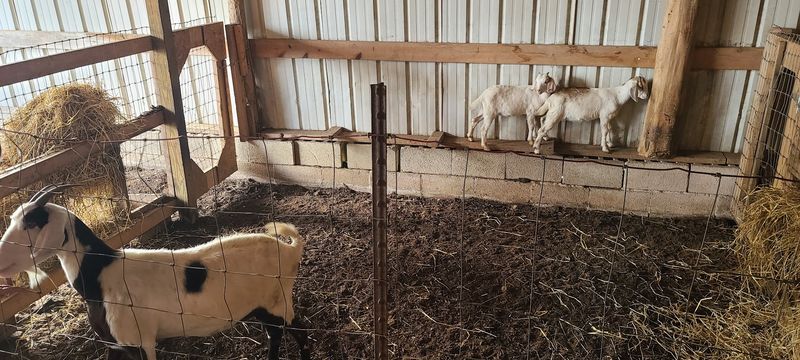 Two Petting Zoos And A Cast Of Friendly Farm Animals