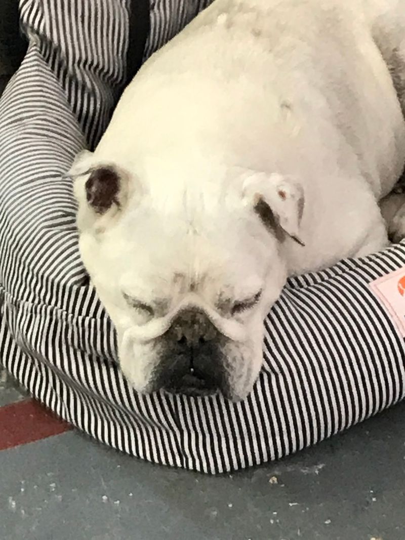 Affordable Care For Pets Already At Home