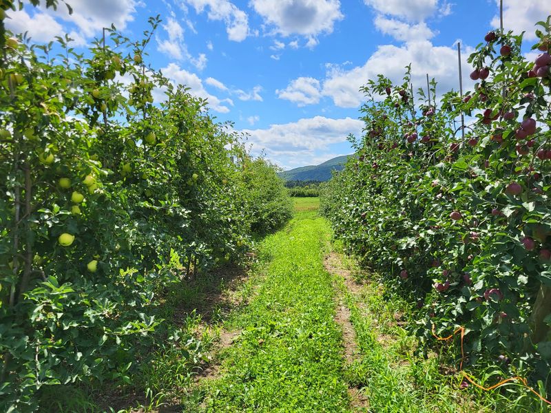 Pick Apples Under The Escarpment