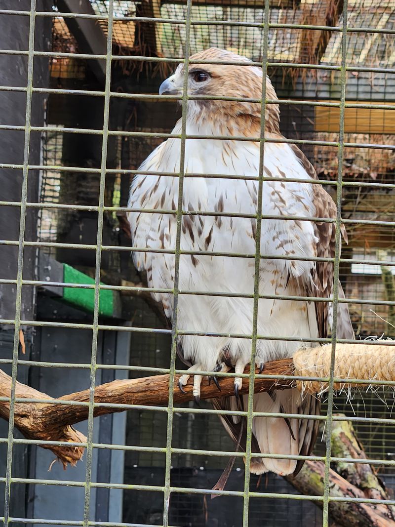 Face To Face With Owls, Hawks, And Falcons