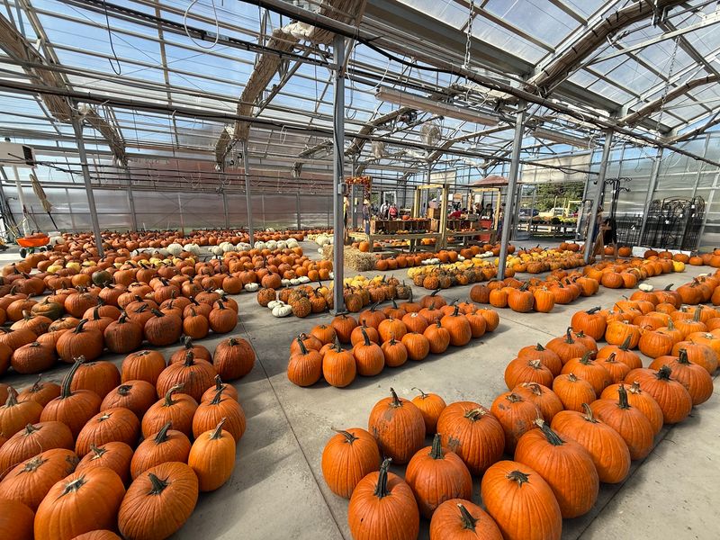 Squash Season Gets Serious