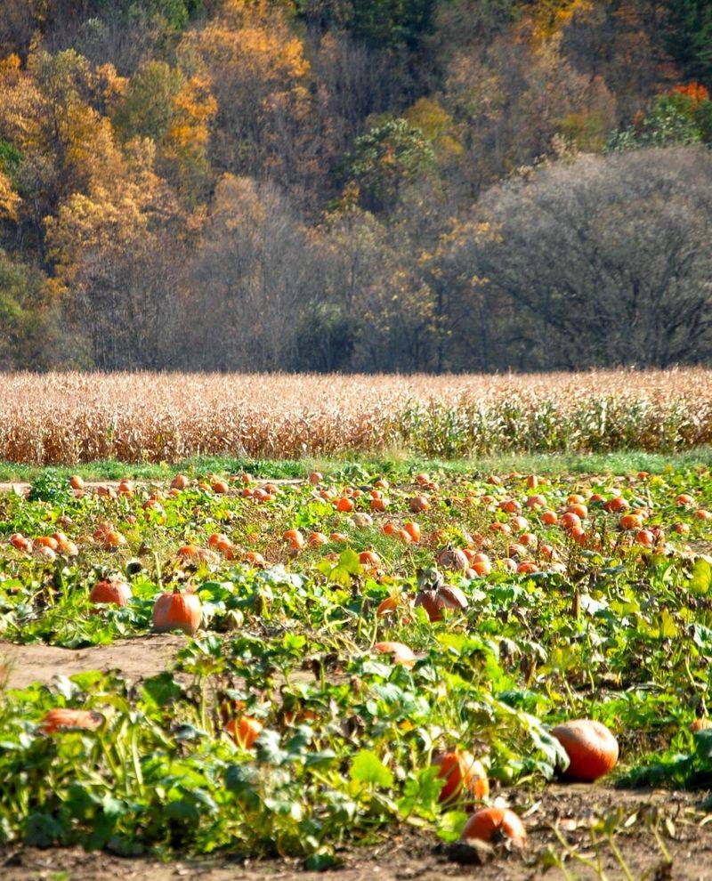 Ten Acres Worth Of Pumpkin Hunting