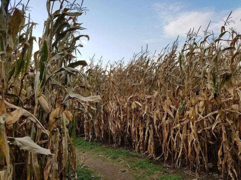 Autumn Corn Maze Adventures For All Ages