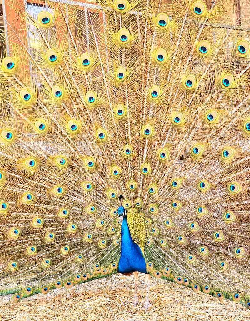 Peacocks That Steal The Show