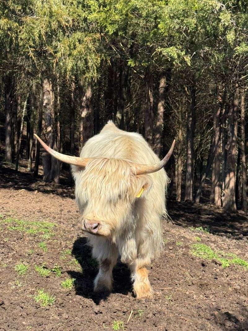 Brushes, Treats, And Very Willing Cows