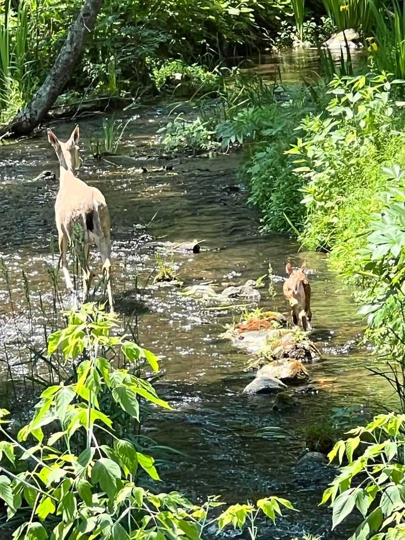 Goats, Swans, And Surprise Wildlife Sightings