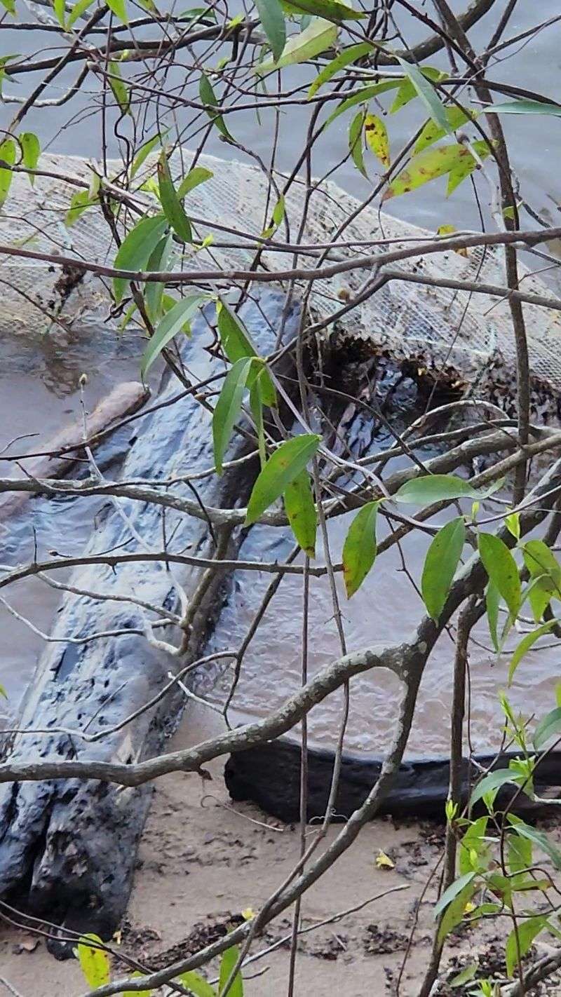 Water Snakes Own The Shallow Edges