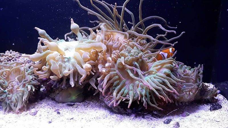 Touch Tanks Steal The Show