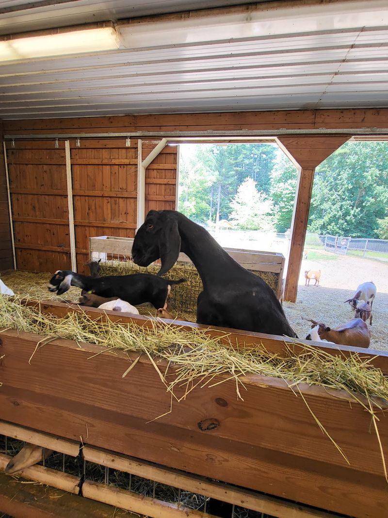 Goat Pens Where You Are The Main Attraction