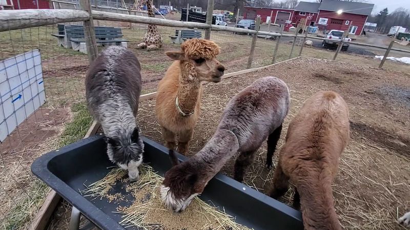 Alpacas, Goats, And A Peacock Or Two