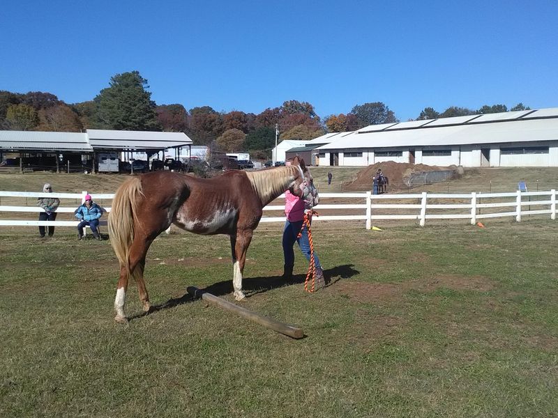 Horse Haven Of Tennessee