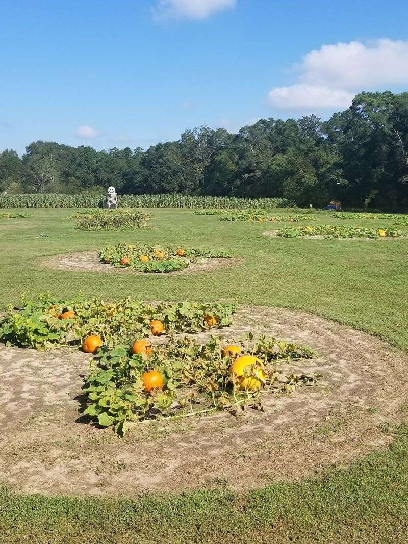 Strawberry Rows Worth Kneeling For
