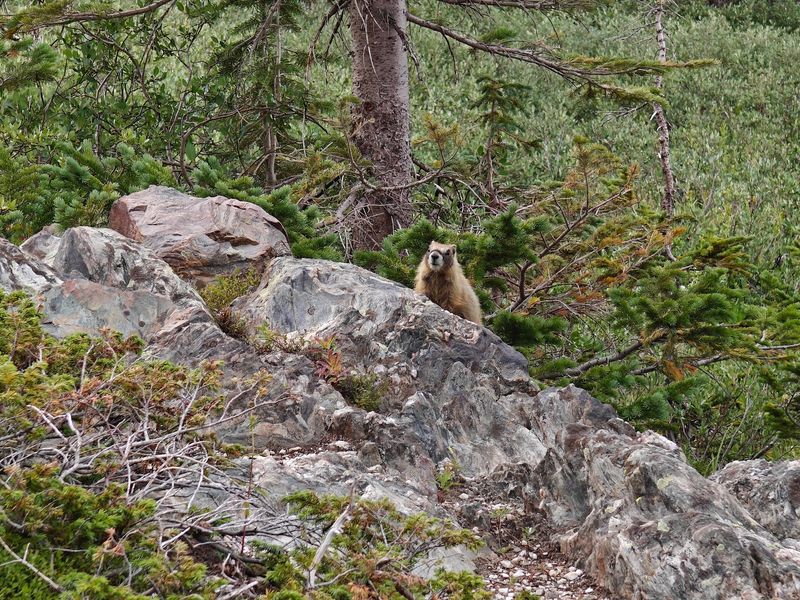 Wildflowers, Marmots, And Mountain Moose
