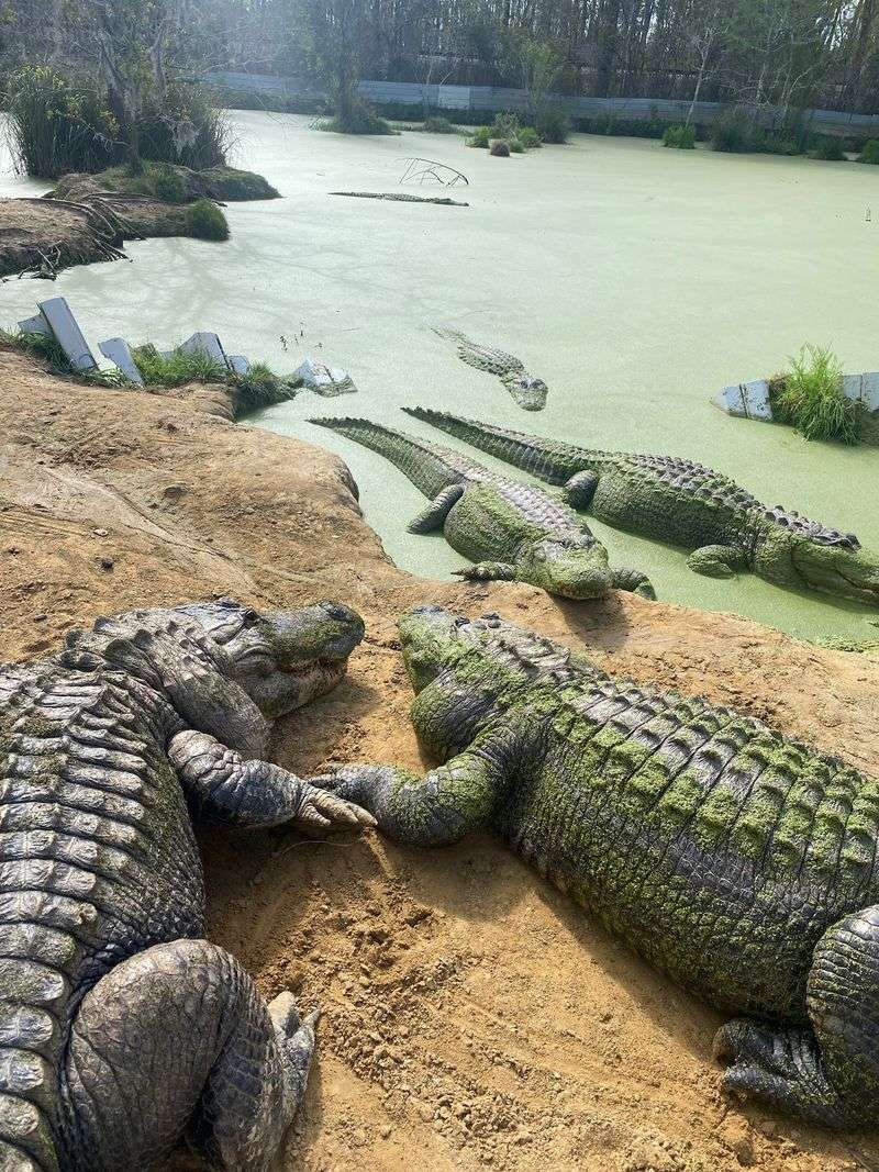 Gulf Coast Gator Ranch & Tours