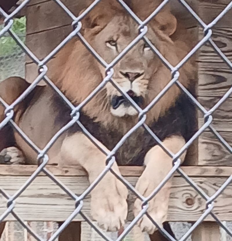 Cedar Hill Animal Sanctuary, Caledonia, MS