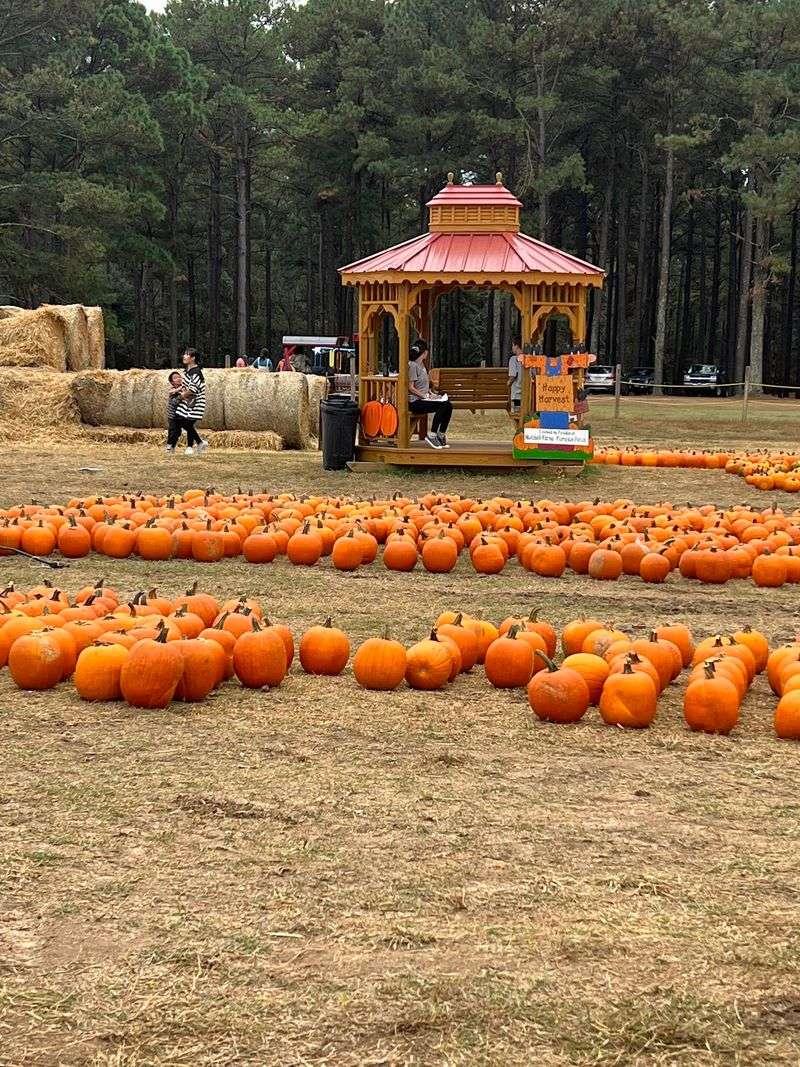 Forty Kinds Of Pumpkins And Counting