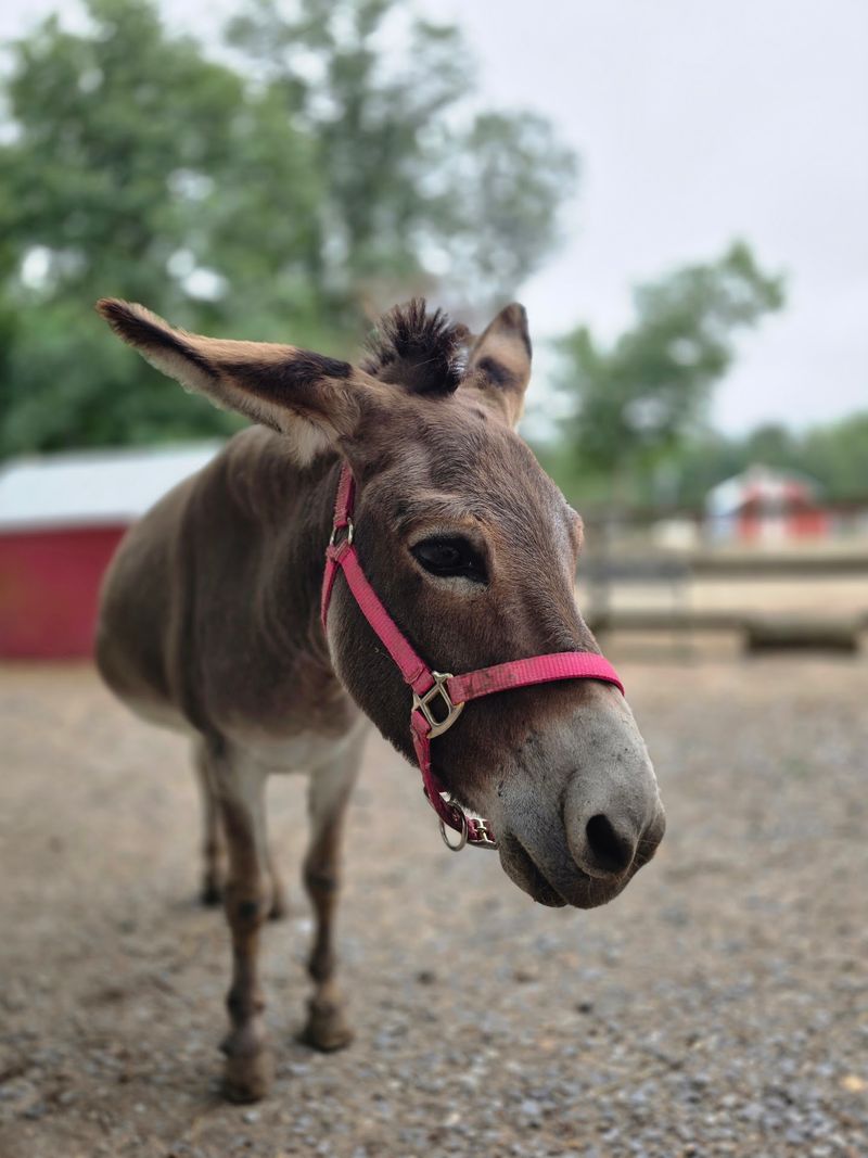 A Farm Built On One Woman's Promise
