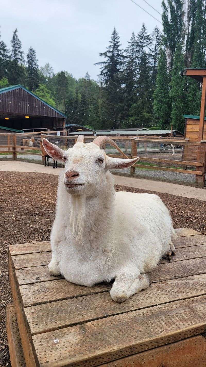 Where Rescued Barnyard Animals Finally Rest