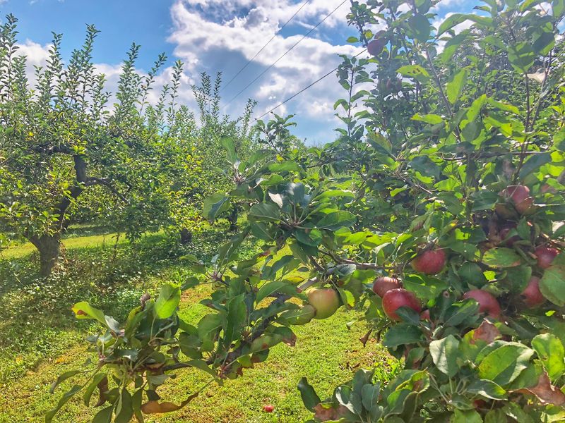 Wheeler's Orchard