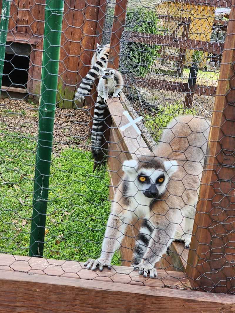Wild Acres Hands-on Animal Experience - Reservation Required, McHenry, MS