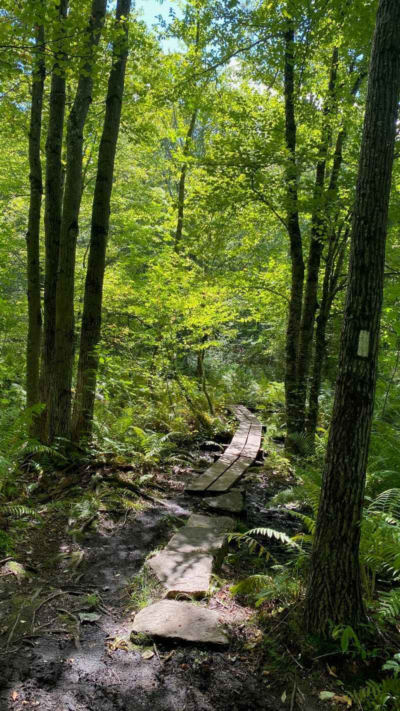 Beartown State Forest
