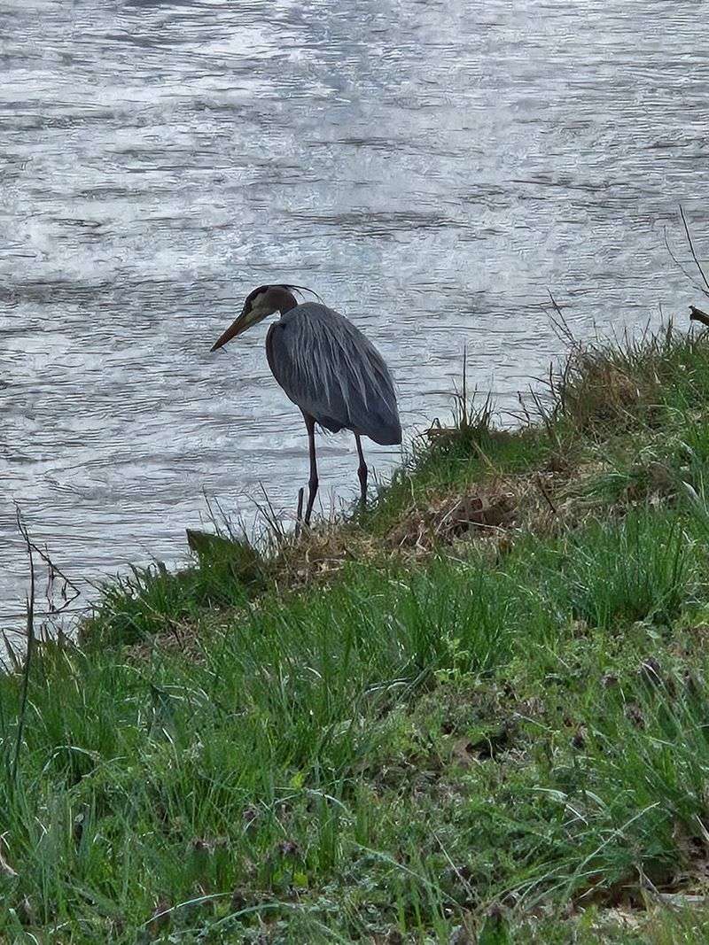 Herons, Ducks, And Other Regulars On The Water
