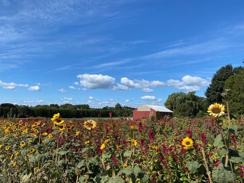 The Sunflower Festival And Corn Maze