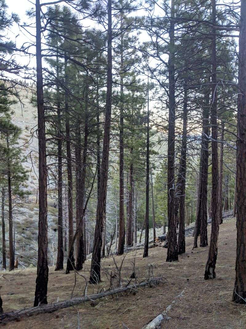 Bear Country Reaches Carson City’s Kings Canyon