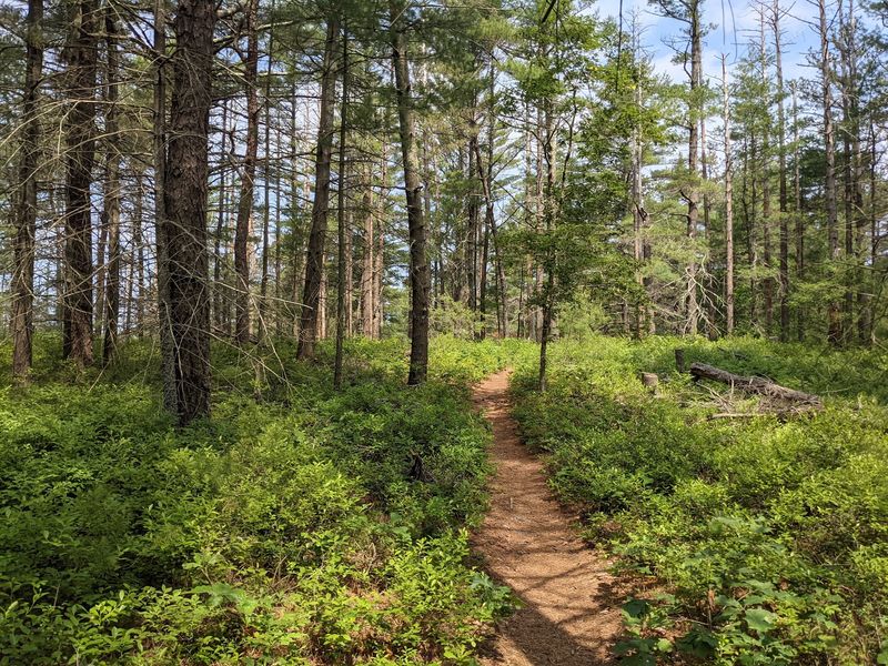 Myles Standish State Forest