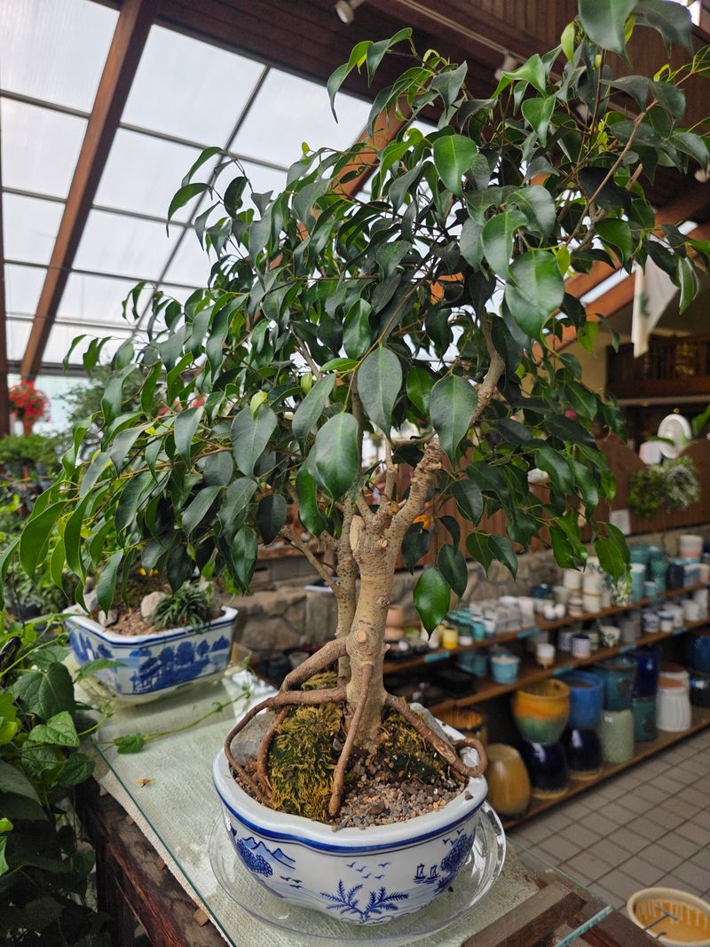 Repotting Help And Handy Container Choices