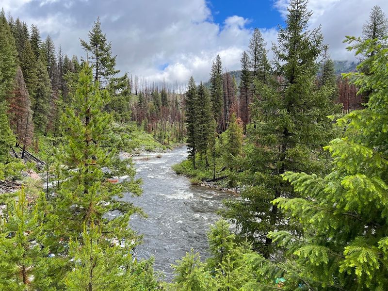 Wild Chinook Salmon Still Return To Ancient Spawning Grounds