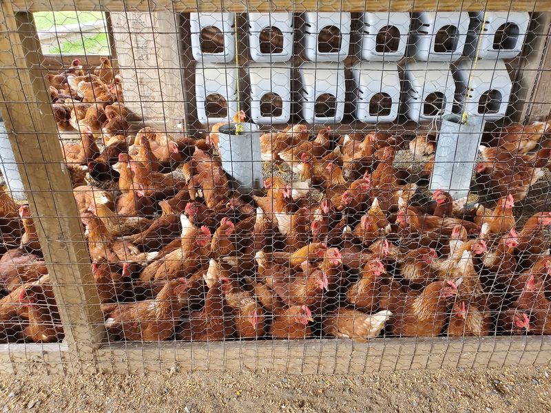 Cider Hill Farm