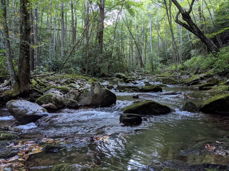 Wild Trout Streams Rated Among Tennessee's Finest