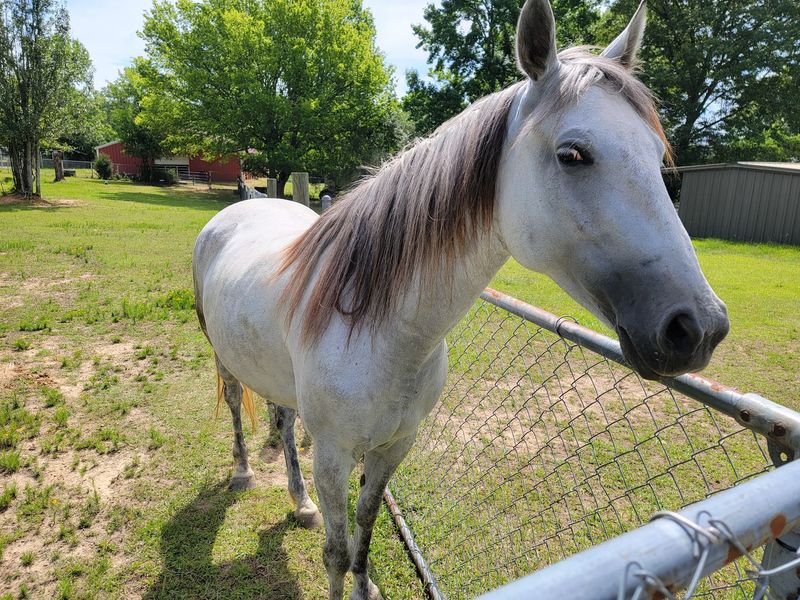 Horses, Dogs, Pigs, and the Rest of the Roll Call