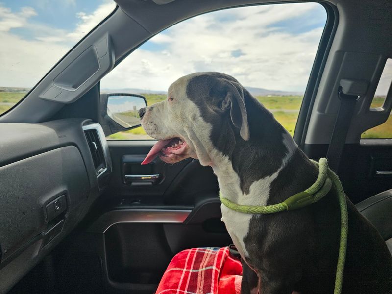 Lyon County Animal Services, Silver Springs