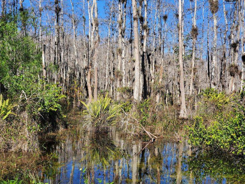 Swamp Walks And Trails Let You Step Into The Water