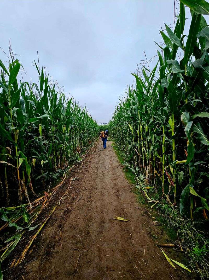 Corn Maze With Brainy Twists