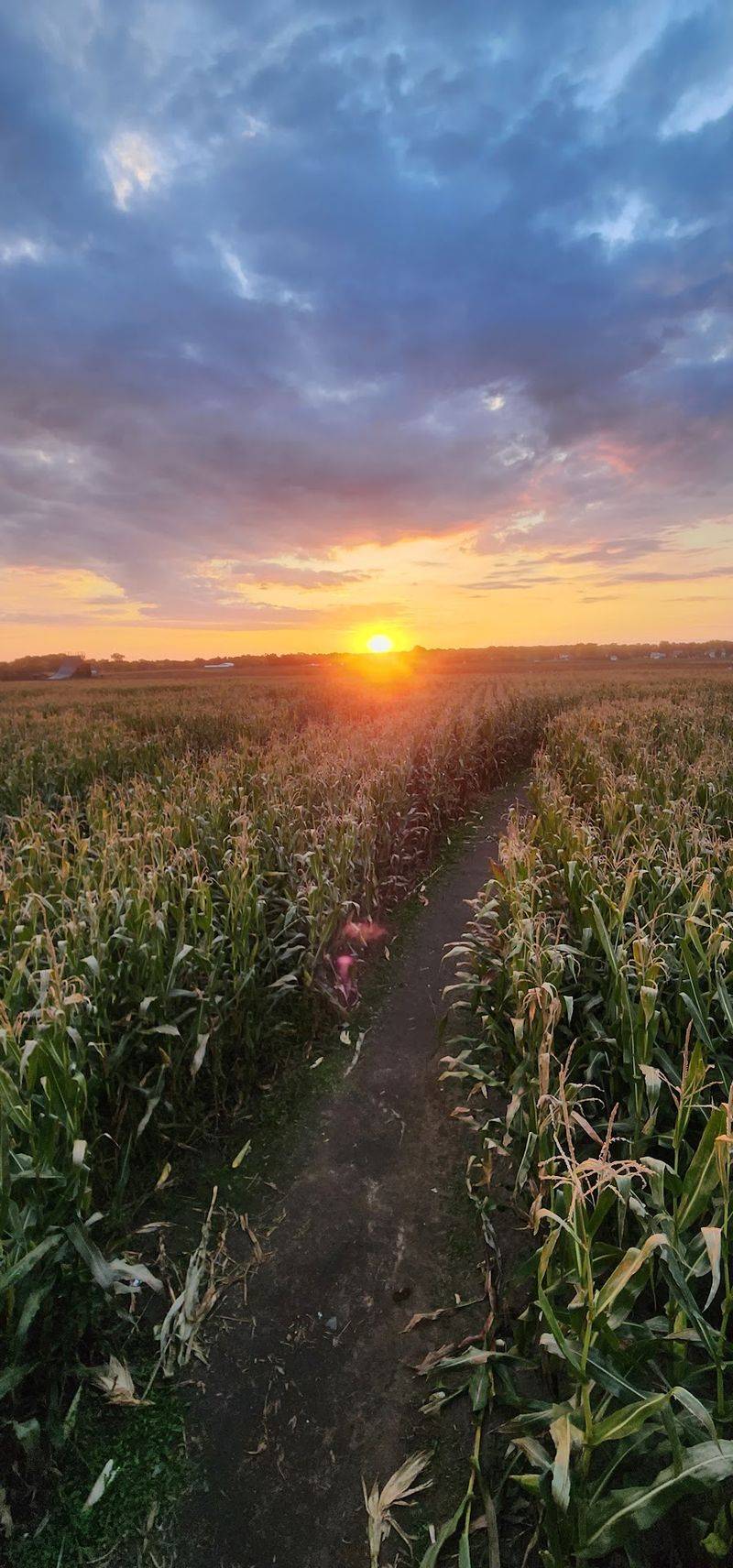When the Sun Goes Down Over the Corn
