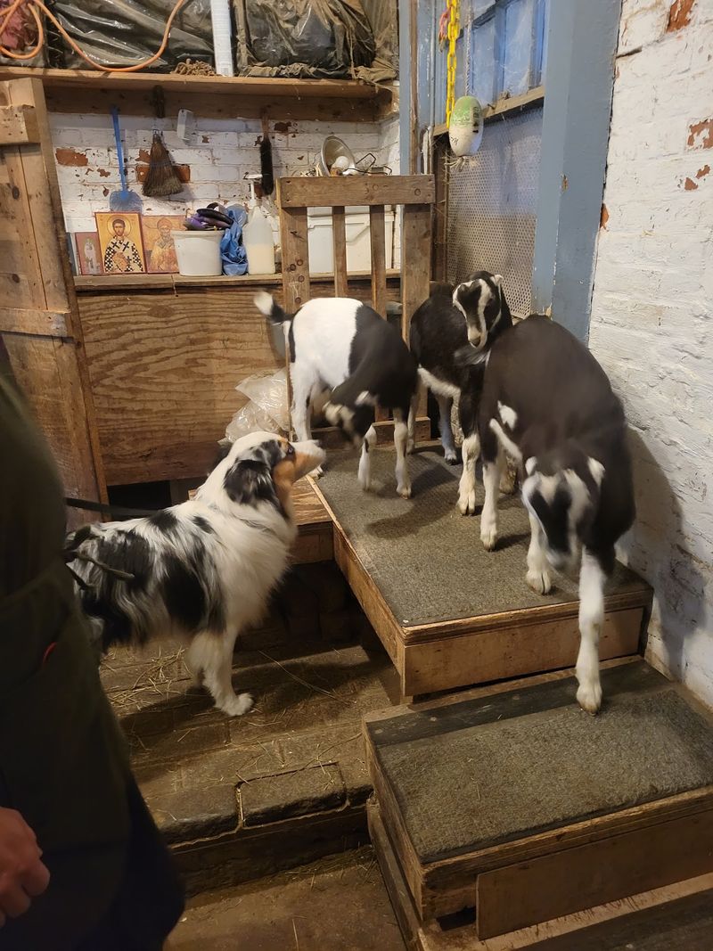 Meet The Hardworking Goat Crew