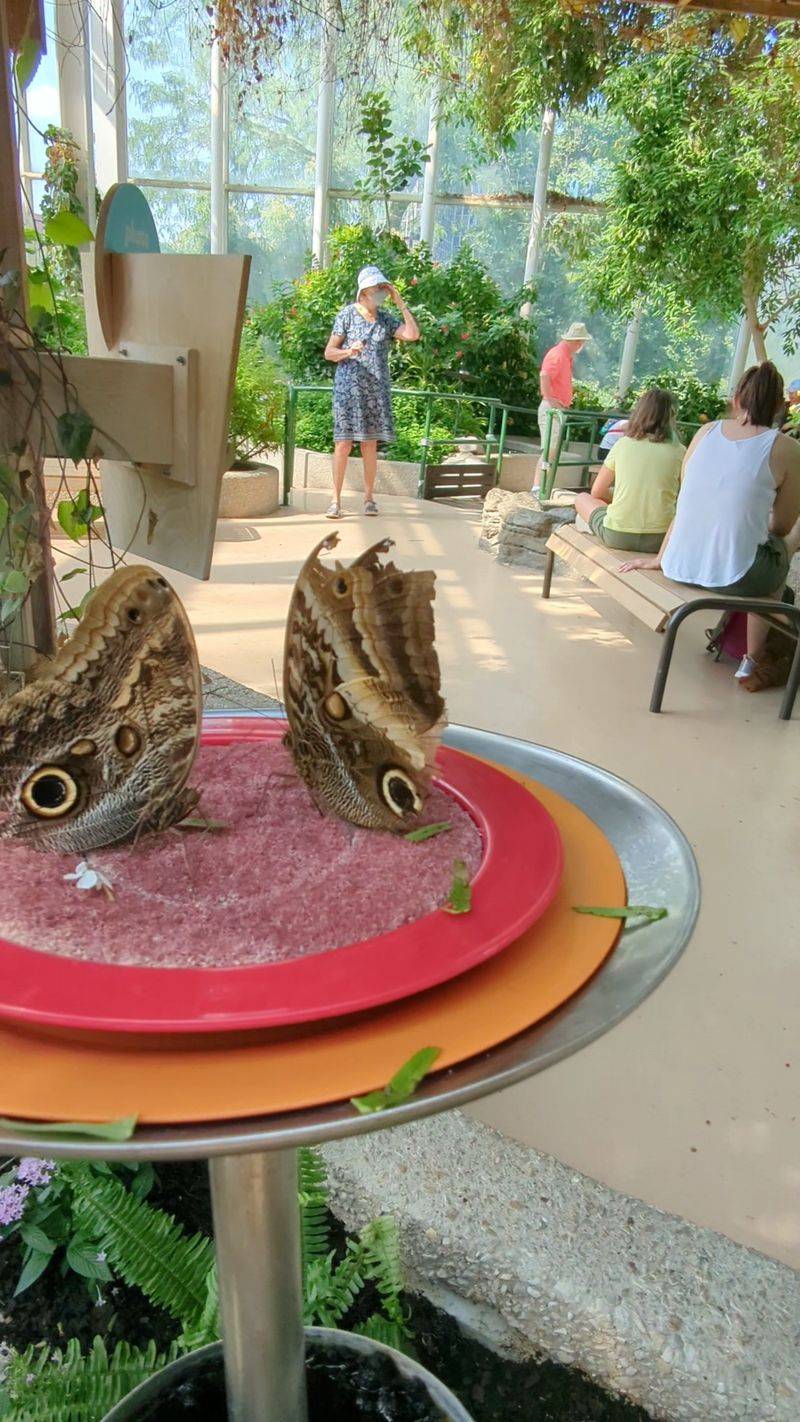 Inside the Judy Istock Butterfly Haven