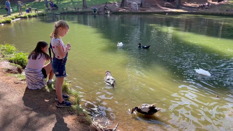 Fishing Pond And Duck Watching