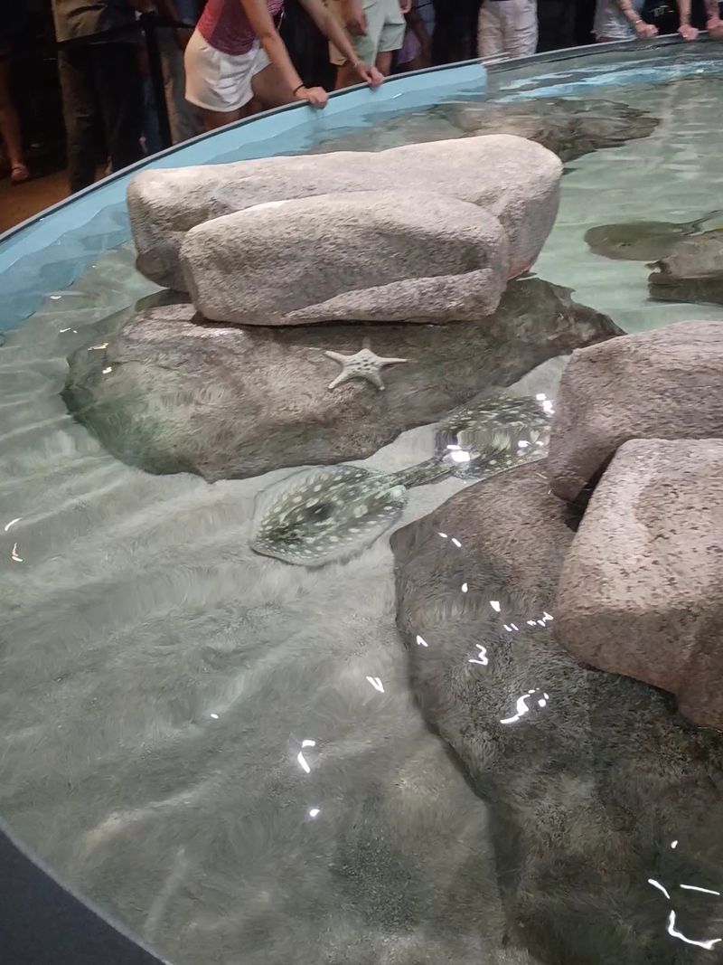 Stingray Pools and Hands-On Touch Tanks