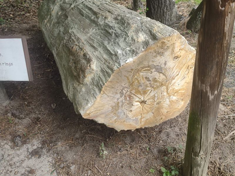 Logs You Are Allowed To Put Your Hands On