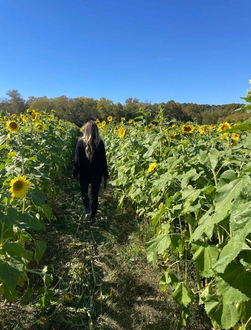 Nashville Fall Festival
