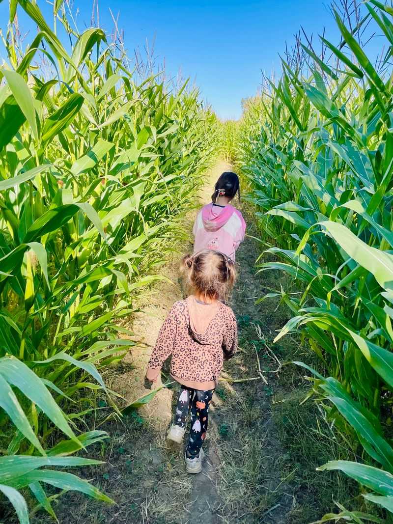 A Corn Maze With Clues Worth Solving