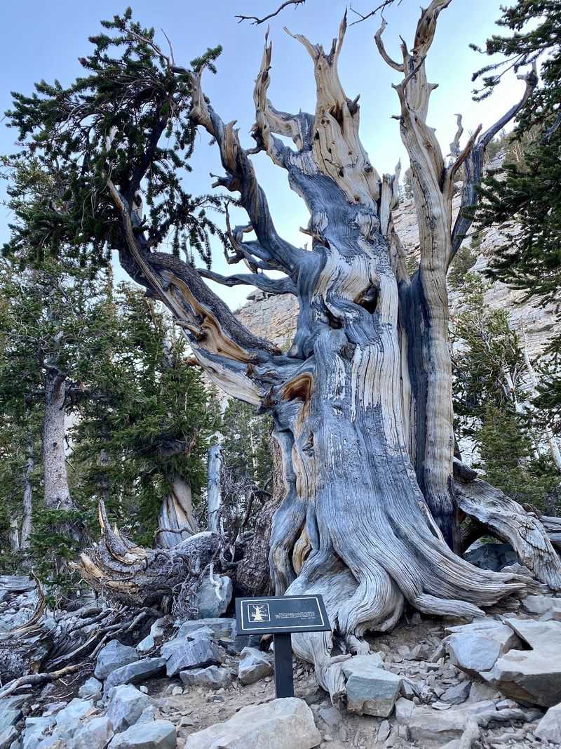 Prometheus and the Puzzle of Tree Age