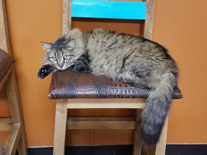 Where Seniors And Special Needs Cats Belong