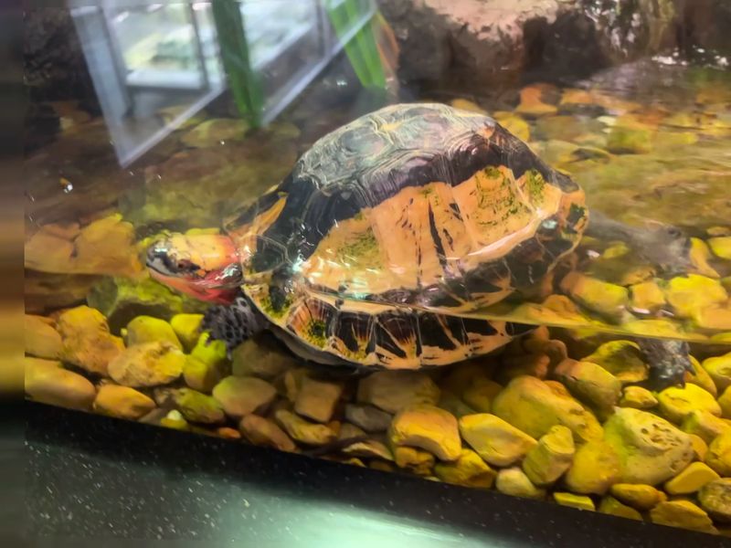 Nurseries, Turtles And The Small Stuff Kids Notice